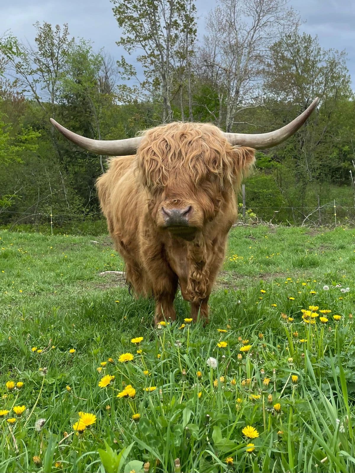 A Highland cow grazing in a field of dandelions