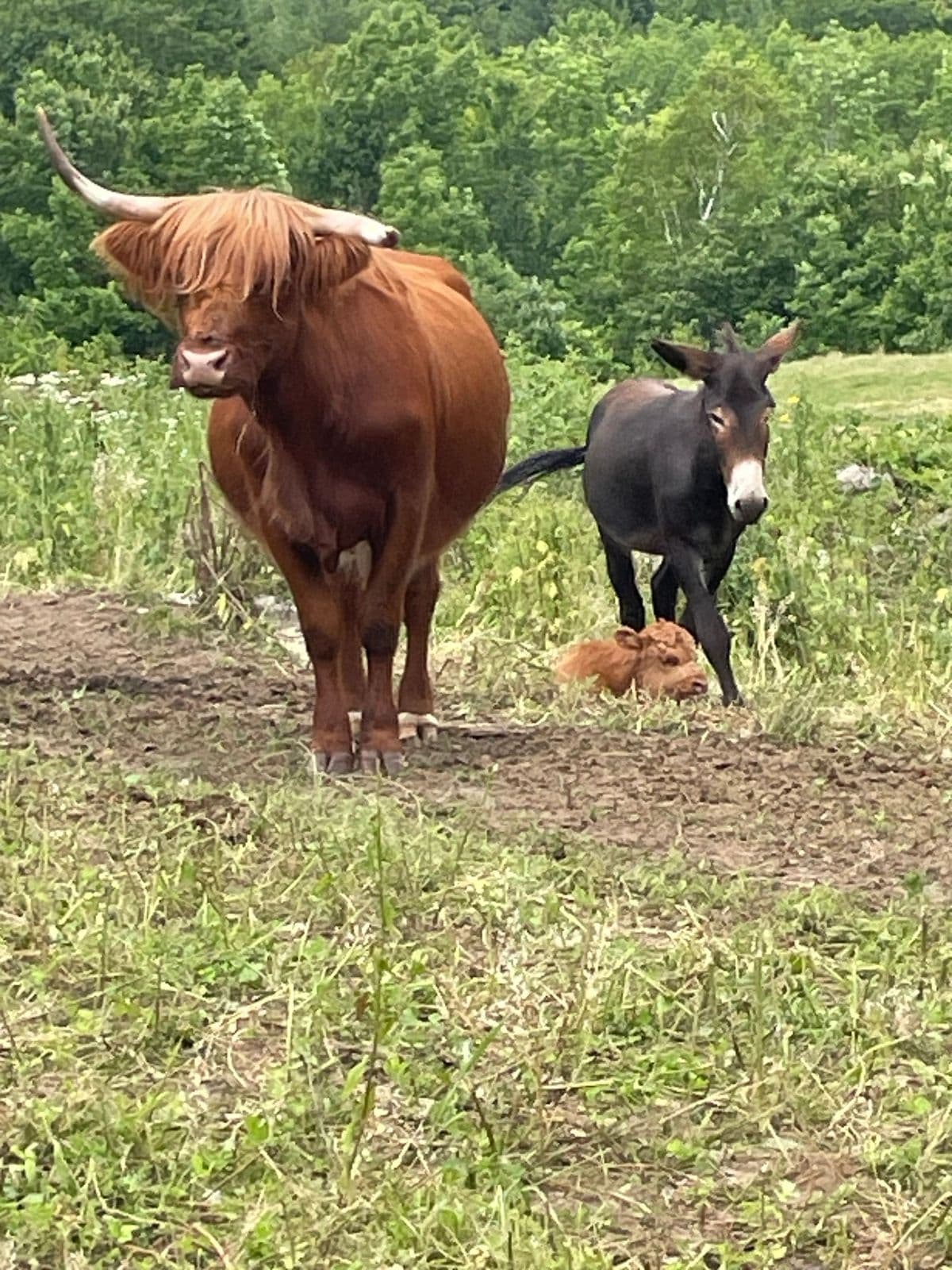 A Highland cow and a donkey in the pasture