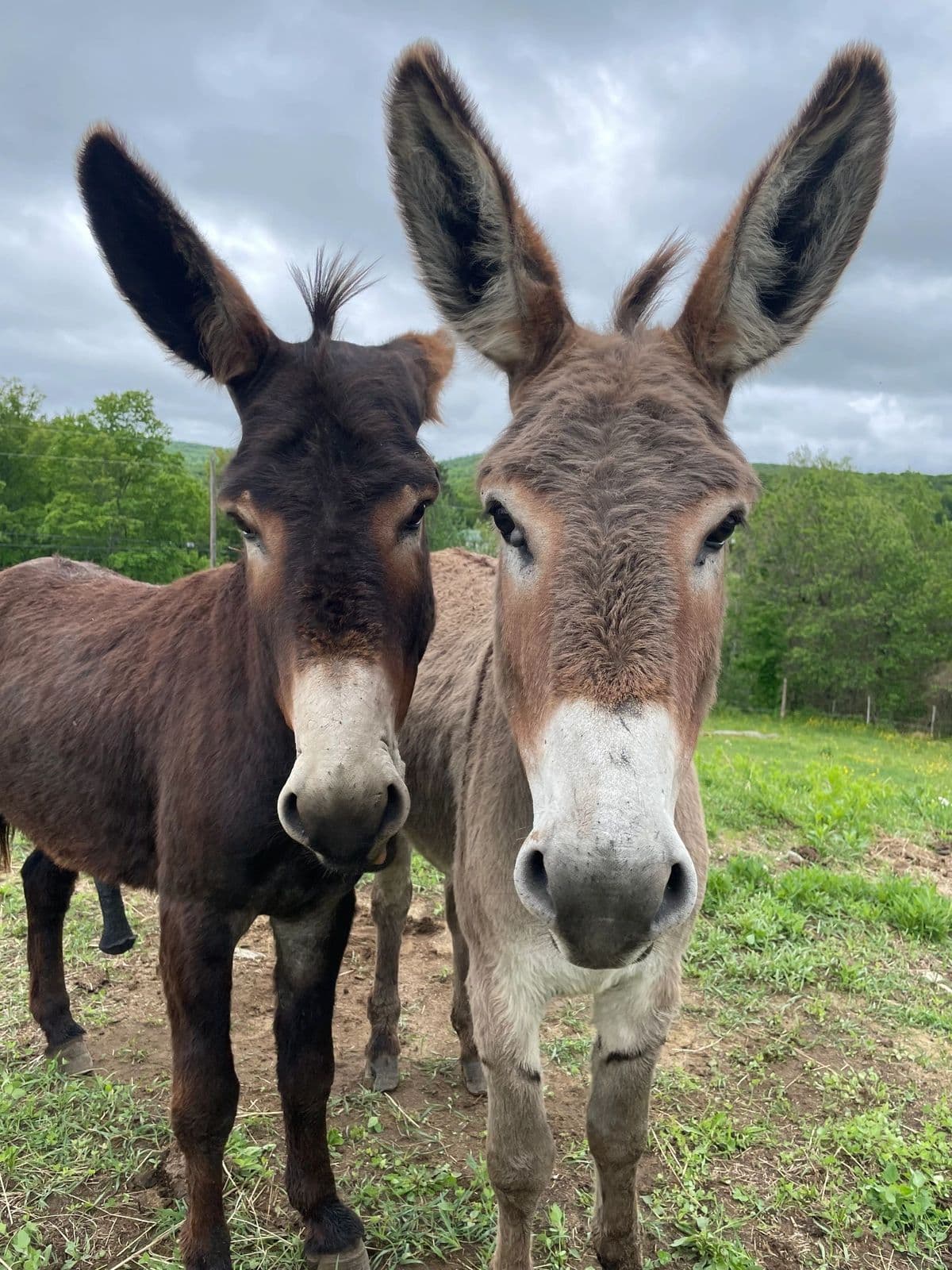Two donkeys looking into the camera