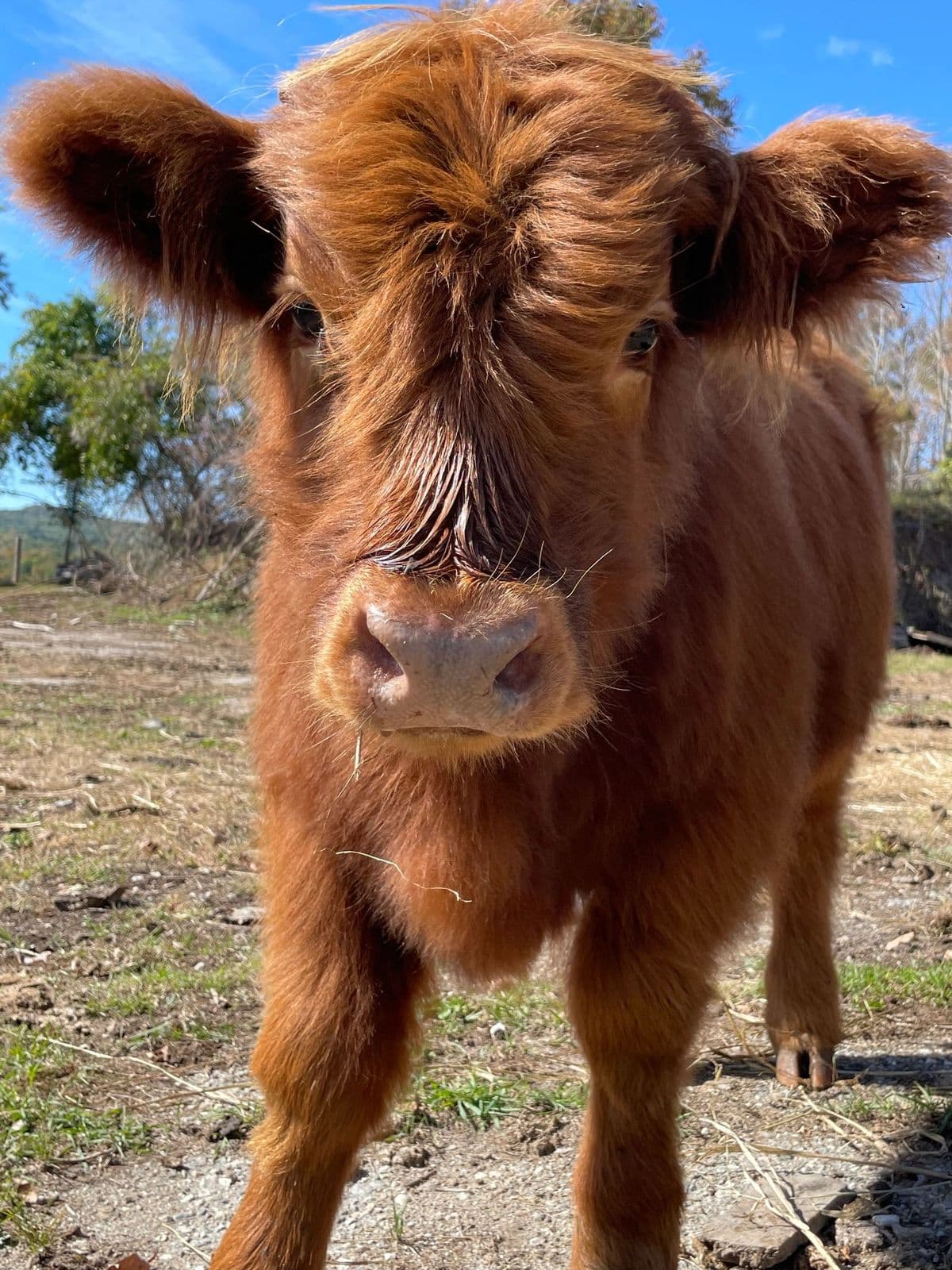 A fluffy Highland calf