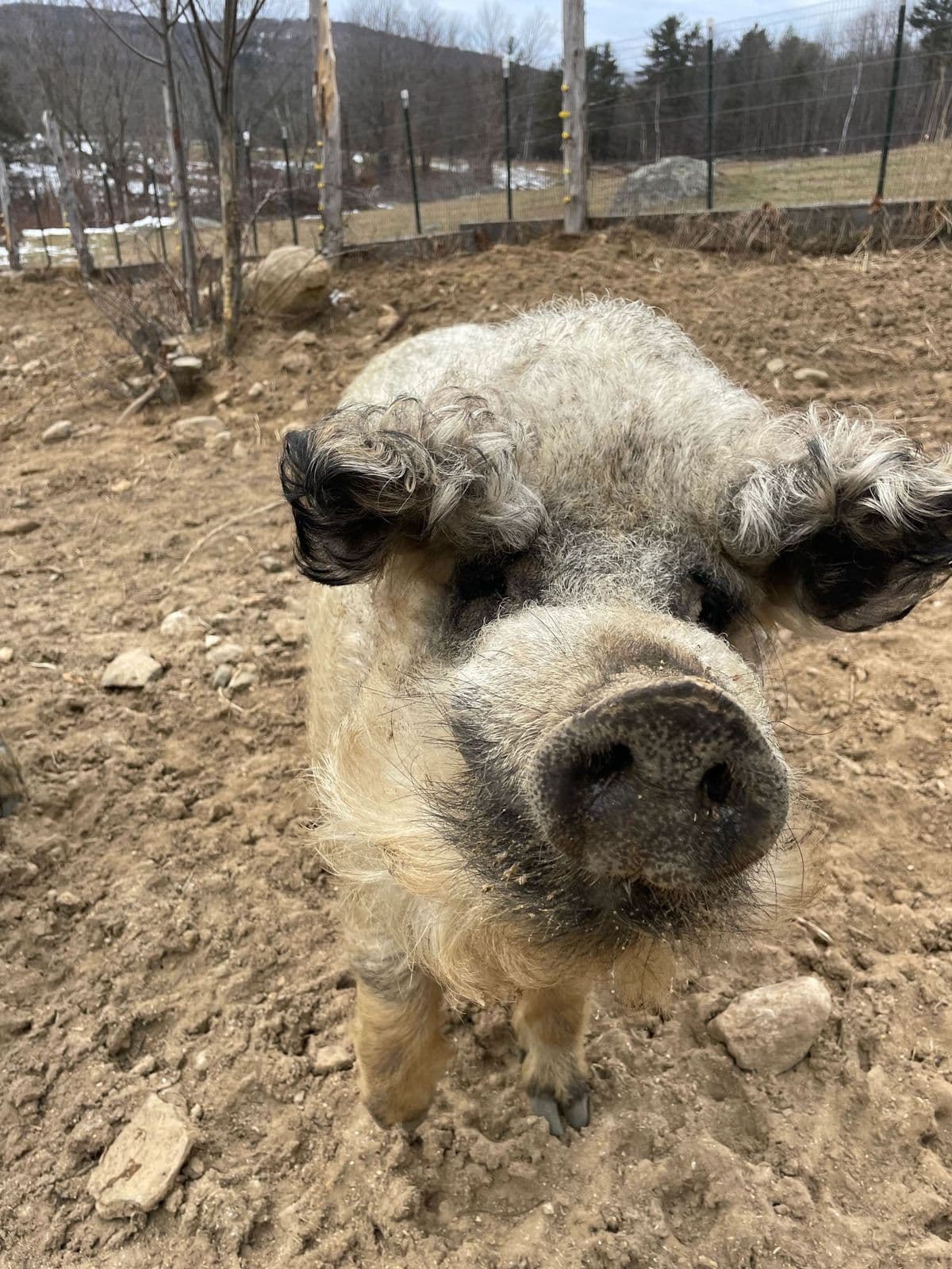 A curly-haired Mangalitsa pig looking into the camera