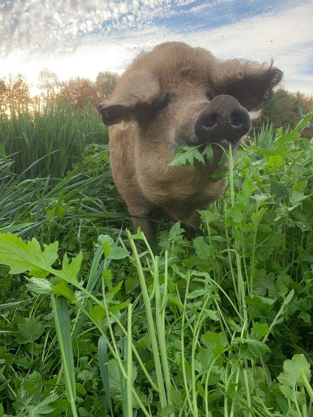 A Mangalitsa pig foraging in tall greens