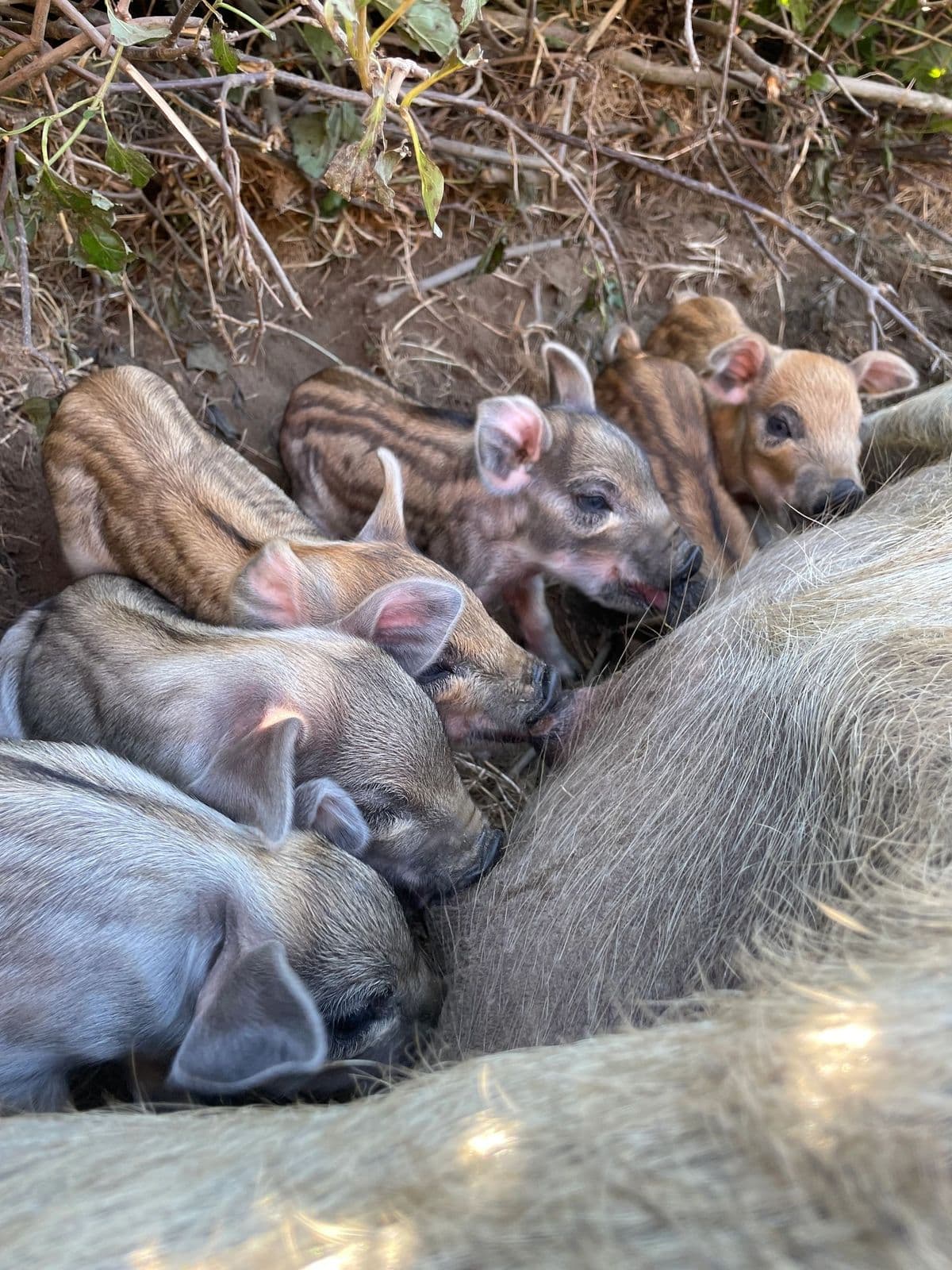 Striped Mangalitsa piglets snuggled against their mother