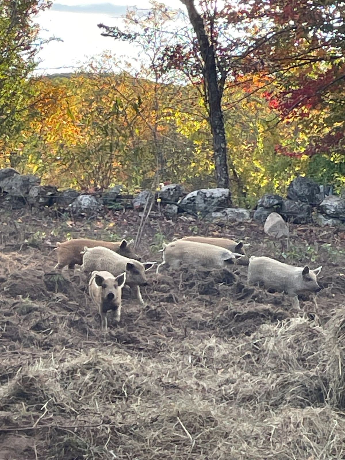 Mangalitsa pigs rooting on an autumn pasture