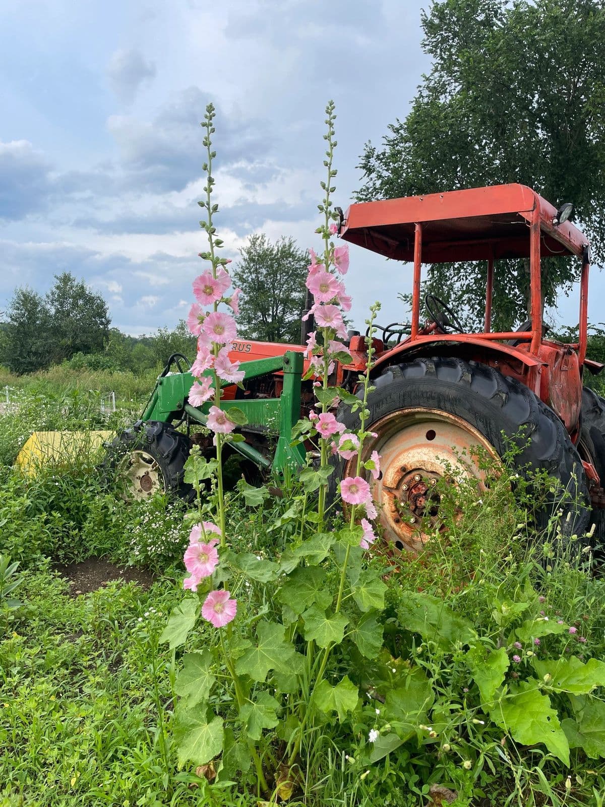An old red tractor among hollyhocks