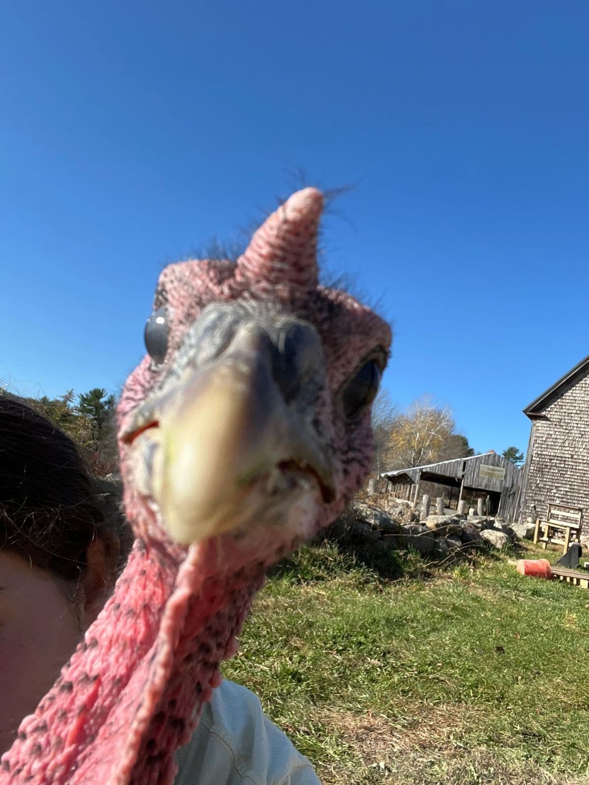 A curious turkey up close